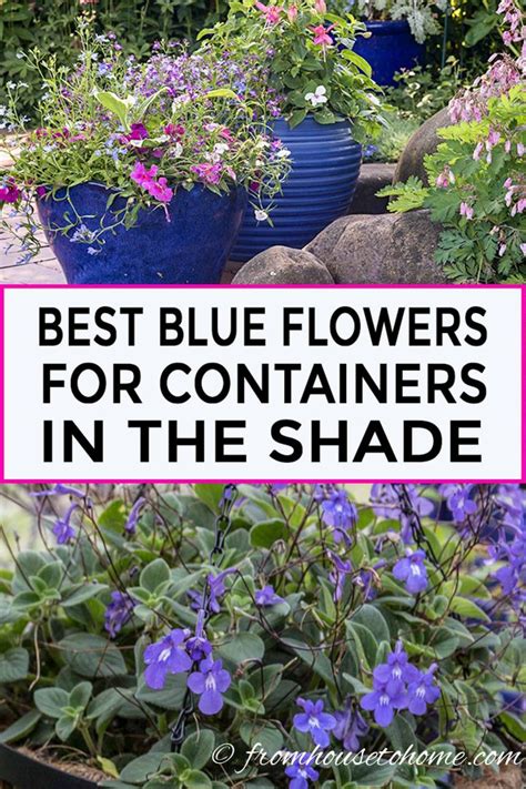 Best Blue Annuals For Shade Flowers For Pots