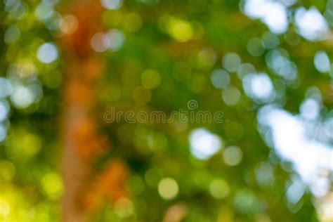 Fresh Beautyful Nature Green Tree Blurry And Bokeh Background In The