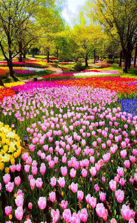 α и G є ℓ ι ℓ ℓ ο Beautiful Flowers Garden Most Beautiful Gardens