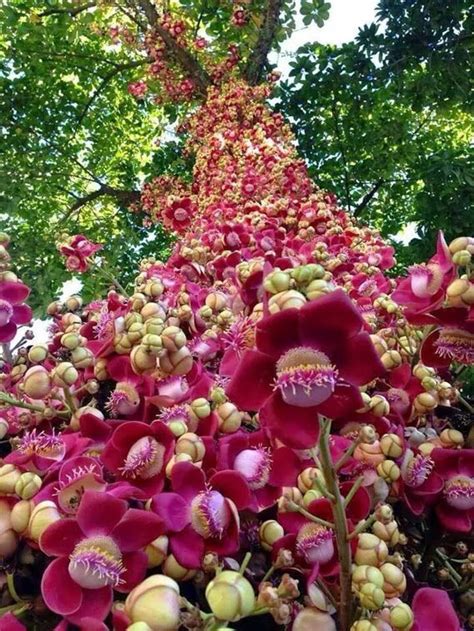 Cannonball Tree Couroupita Guianensis With Flowers Trees To Plant
