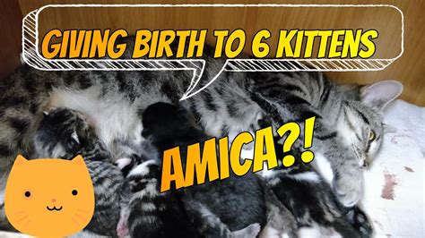 Cat Giving Birth Amica Gives Birth To 6 Kittens Animals Video 2020