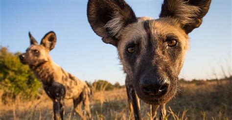 Zimbabwe Painted Dog Populations Plummet In Mana Pools