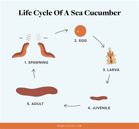 The Complete Life Cycle Of A Sea Cucumber Bubbly Diver