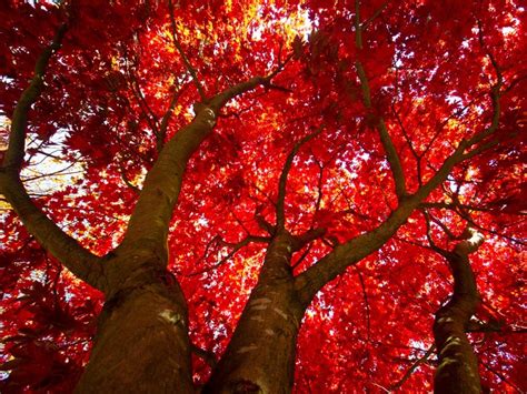 Top 10 Autumn Color Trees The Best Fall Foliage Trees Gardening Know How