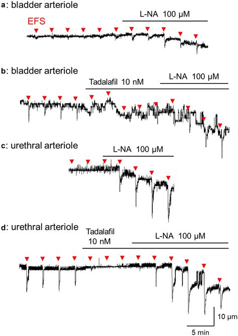 Effects Of PDE5 Inhibitor Tadalafil On Contractility Of Mucosal