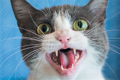 Guest Article Your Cat Is Meowing Constantly 7 Reasons Why Kittycorner