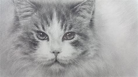 Pencil Drawing Cat 고양이 그림 Youtube