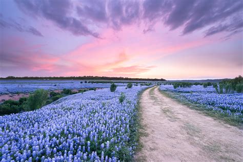 Bluebonnet Field In Sunset Texas Pictures And Prints