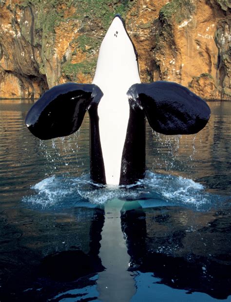 Orca Dressed To Kill New Zealand Geographic