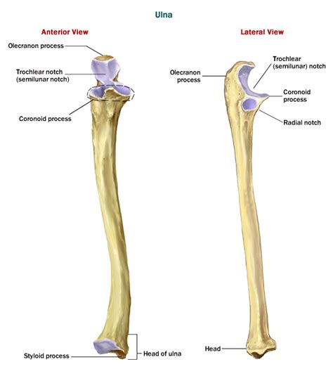 In the context of the radius bone, a ray can be thought of rotating around an axis line extending diagonally clarification needed from center of. The ulna | Anatomy of the ulna - Anatomy-Medicine.COM
