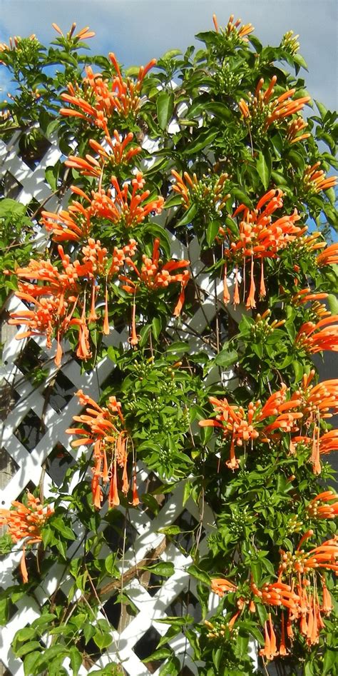 Florida Flame Vine Outdoor Flowering Plants Tropical Backyard