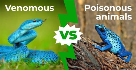 Venomous Vs Poisonous Animals 2 Key Differences Explained Az Animals