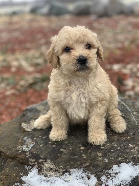 Due to the high demand for our puppies, we are temporarily pausing our application process with the exception of repeat clients. Labradoodle Puppies For Sale | Mankato, MN #316080