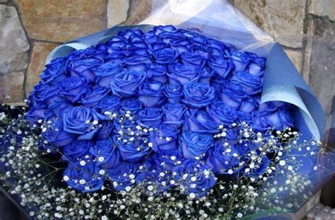 Bunga ros jepun atau bunga mawar yang berasal dari jepang ini memiliki keunikan tersendiri. Gambar Bunga Mawar Biru Muda - Mawar Ku