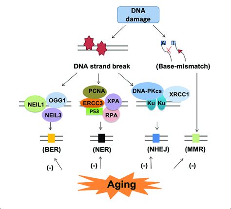 Dna Repair Pathway And Subsequent Events In The Aging Brain Dna