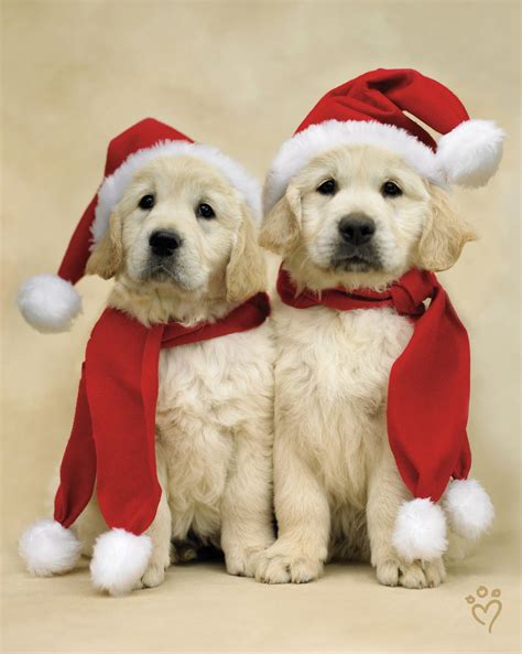 Labrador Christmas Hd Christmas Labrador Puppies Pictures And