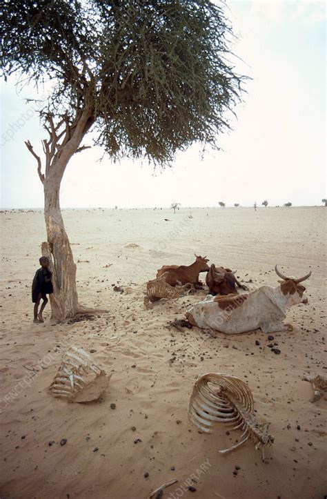 Sahel Drought Stock Image C0064718 Science Photo Library