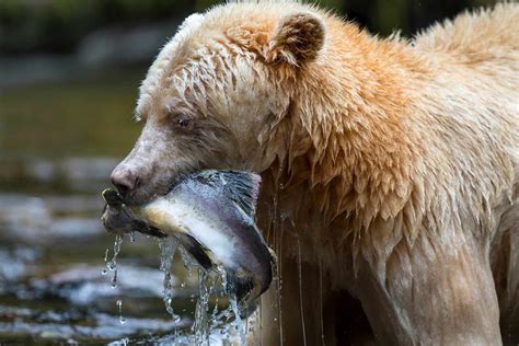 Man Captures Photo Of Rare Spirit Bear In Canada