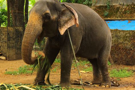 Fileelephant Chained In Punnathoor Kotta Kerala Wikimedia Commons