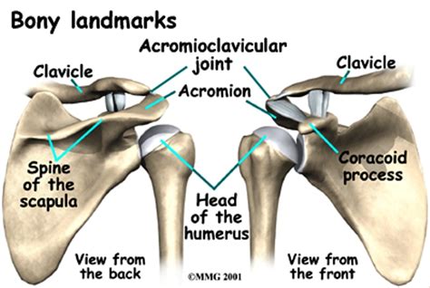 Acromioclavicular Ac Joint