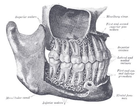 Wisdom Teeth Wikidoc