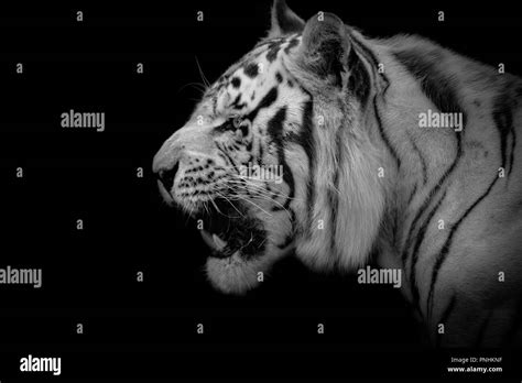 Low Key Of Bengal White Tiger Panthera Tigris Tigris Stock Photo Alamy