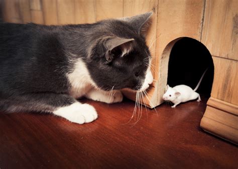 10 Strange Cat Behaviors Explained