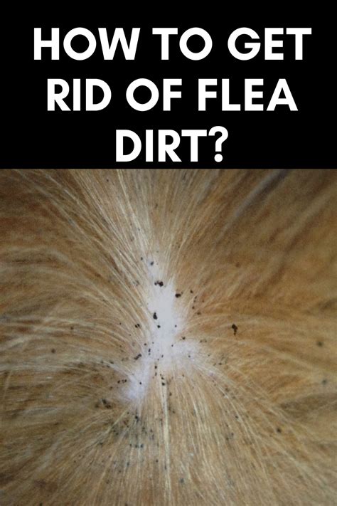 How To Get Rid Of Flea Dirt Flea Shampoo For Dogs Flea Remedies Fleas