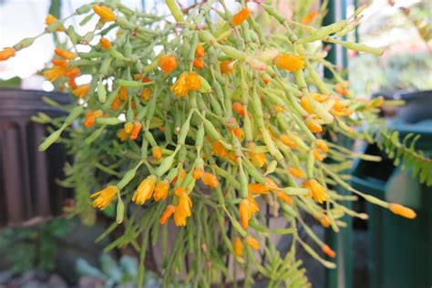 First of all, start with limiting the amount of water the. 10 Rhipsalis (Hatiora) Salicornioides,'Dancing Bones ...