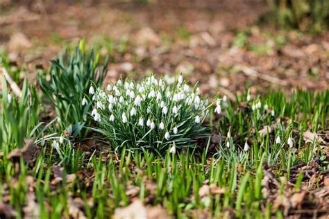 What Flowers Do Squirrels Hate Top 9 Flowers