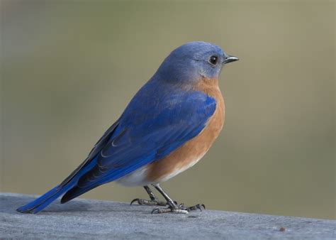Male Eastern Bluebird - Pentax User Photo Gallery