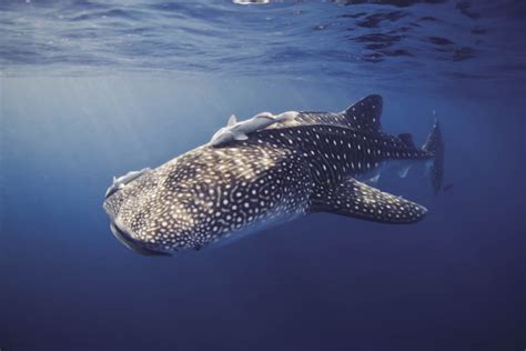 Китовая акула Внешний вид фото и видео Ареал обитания и поведение