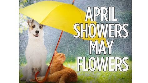 April Showers May Flowers Happy Cat Happy Thoughts April Showers
