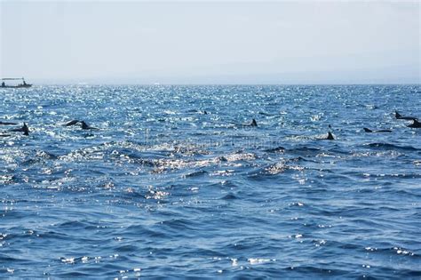 Group Of Wild Animals Around A Blank Poster Stock Image Image Of Bied