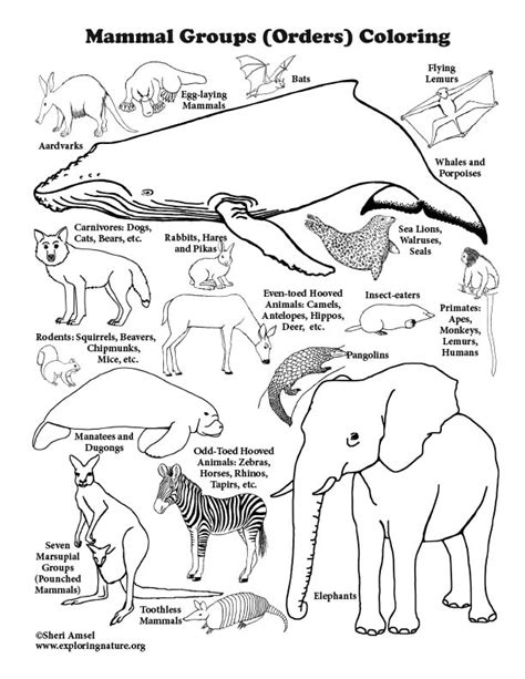 Mammal Groups Coloring Page