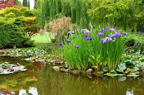 Pond Plants That Help Clean The Pond