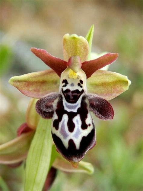L Orchidée Rare La Plus Bizarre Ou Quand Les Orchidées Imitent La Vie Archzine Fr Unusual