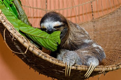 How The Sloth Sanctuary Is Educating To Costa Rica