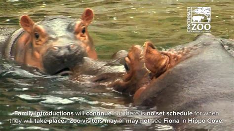 Fiona The Hippo Kisses Mom Bibi And It Is The Sweetest Thing