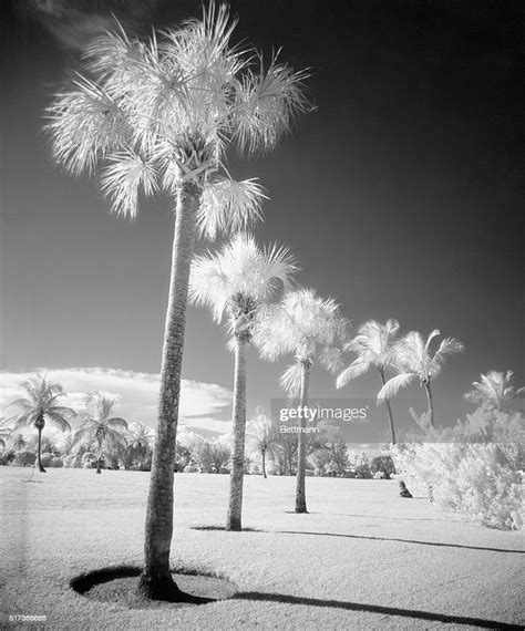 Palm Trees At Miami Beach Take On A Snow Covered Appearance As Does
