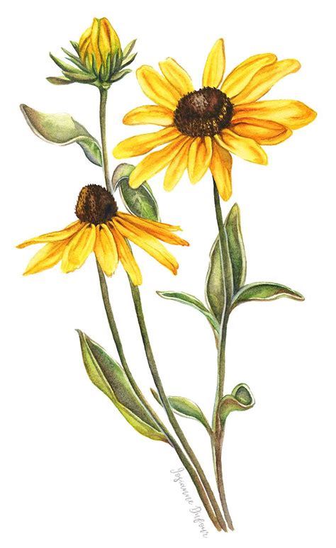 Rudbeckia Botanical Painting Botanical Watercolor Wildflower Drawing