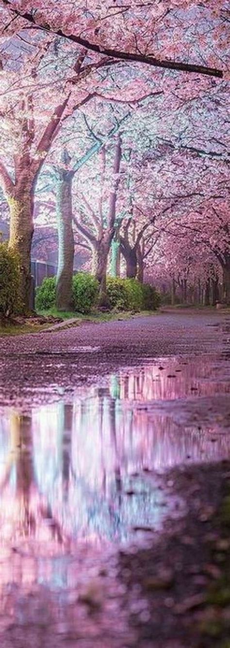 Pin By Hettiën On Pathways Cherry Blossom Japan Landscape