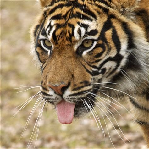 Portrait Sumatran Tiger 2 Three Very Rare And Endangered