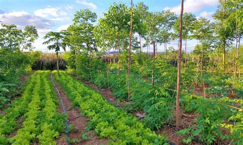 How Can Agroforestry Help Support The Climate Agenda