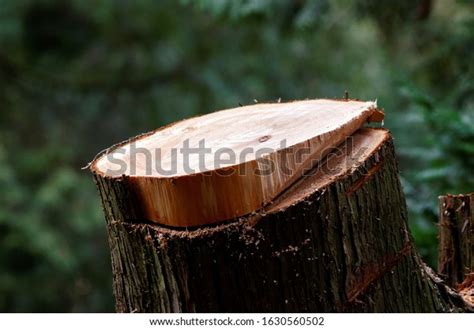 Stump Felled Tree Forest Stock Photo 1630560502 Shutterstock