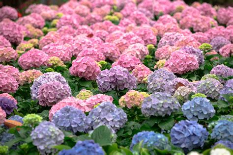 How To Turn Hydrangeas Blue Or Pink