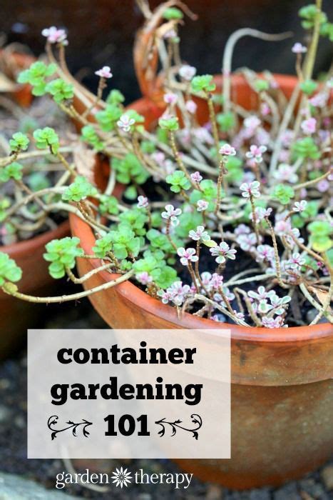 The Secrets To Successful Container Gardening Container Gardening