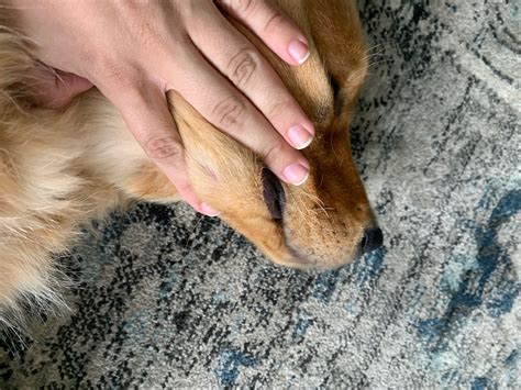 My Golden Retriever Developed A Large Bump On His Jawline I Noticed On