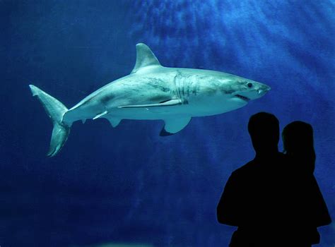 Great White Shark Photograph By Monterey Bay Aquariumrandy Wilder