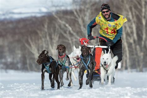 Kamchatka Sled Dog Racing Beringia Russian Cup Of Sled Dog Race Snow